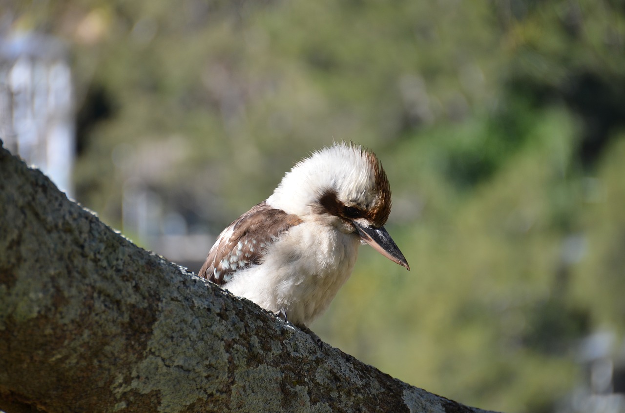 bird  wildlife  nature free photo