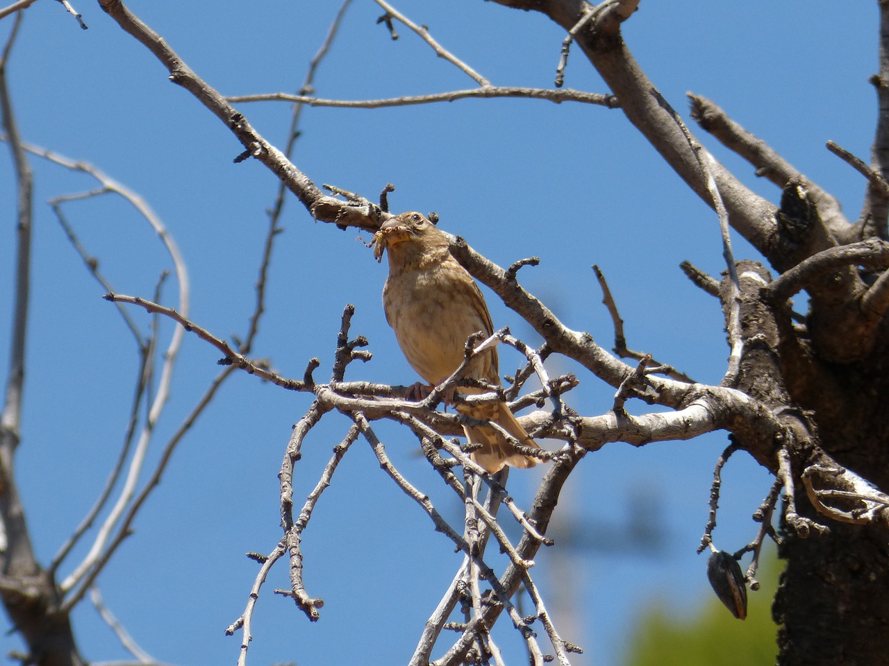 bird  corn bunting  cruixidell free photo