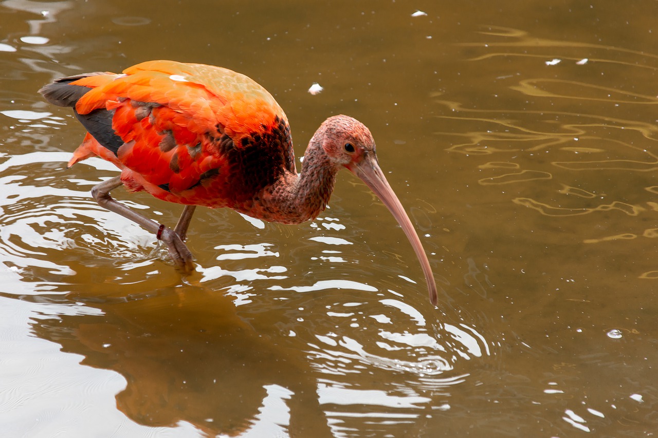 bird  waterfowl  nature free photo