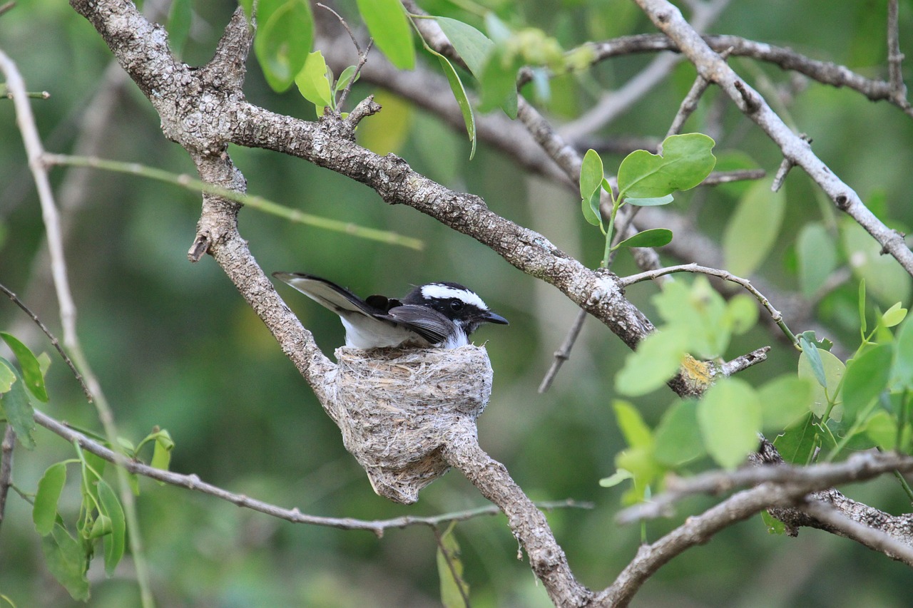 bird nest flycatcher free photo