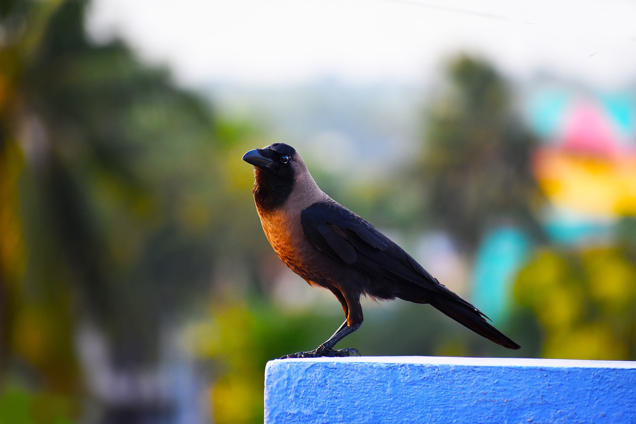 bird  crow  light free photo