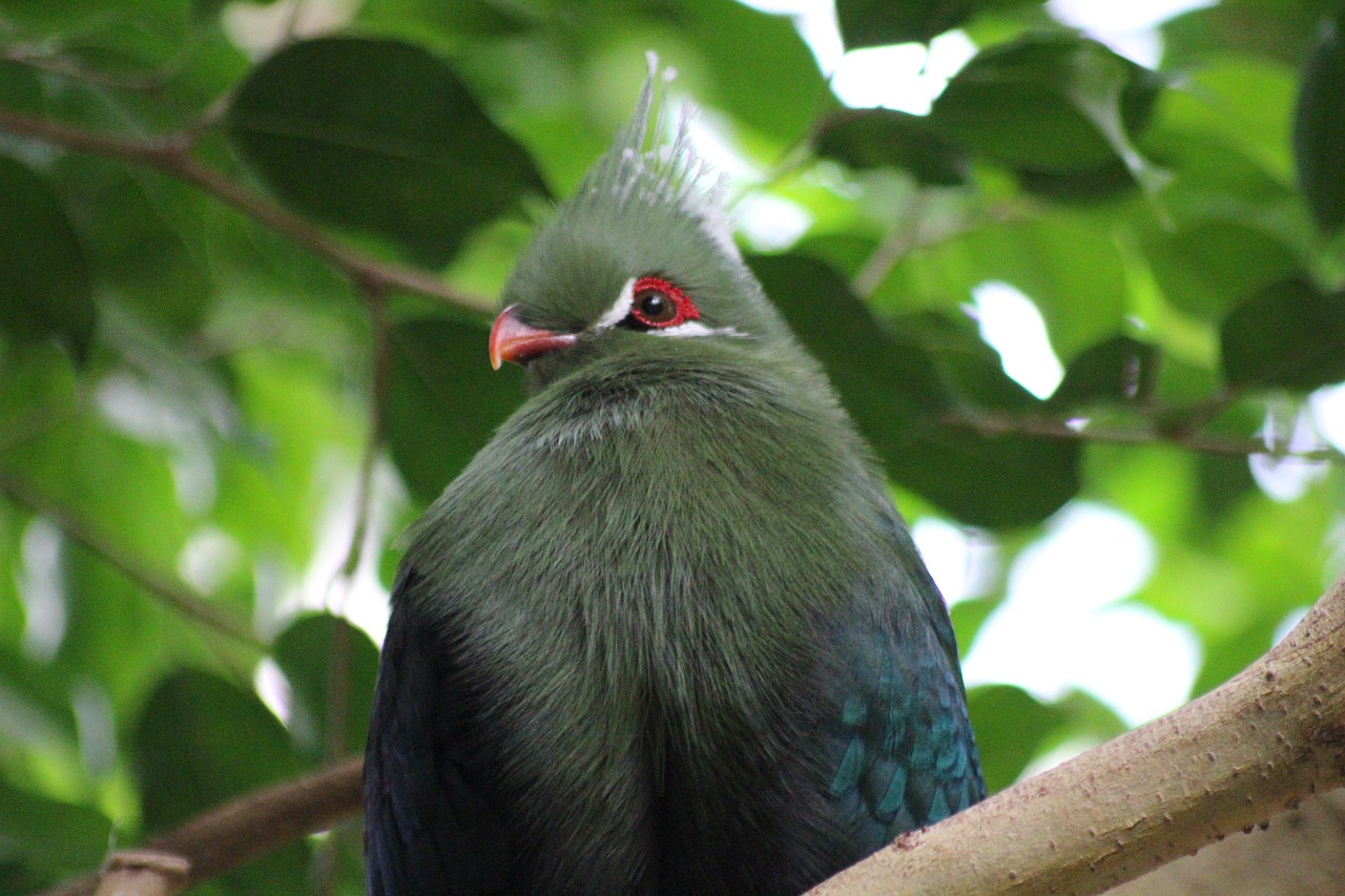 bird  feather  zoo free photo