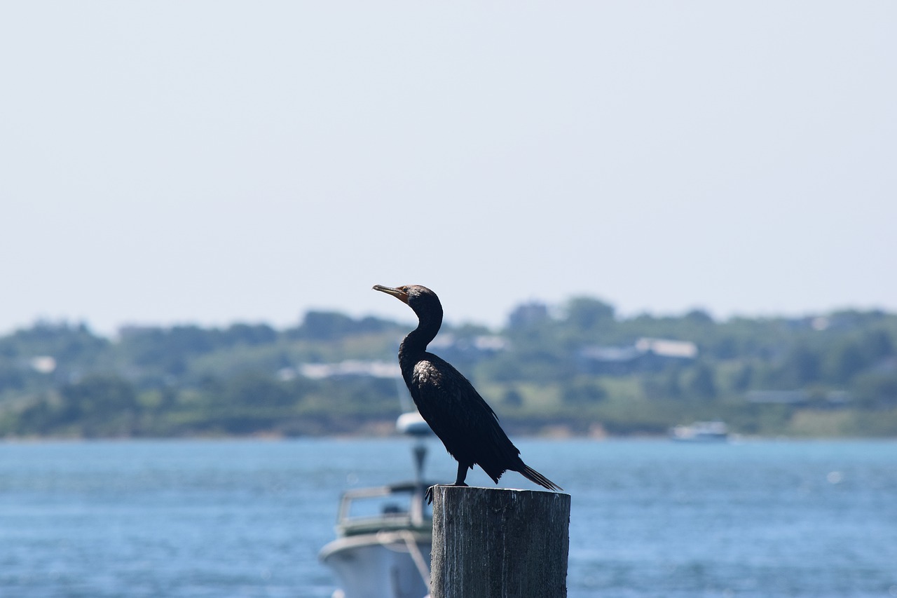 bird  water  fishing town free photo