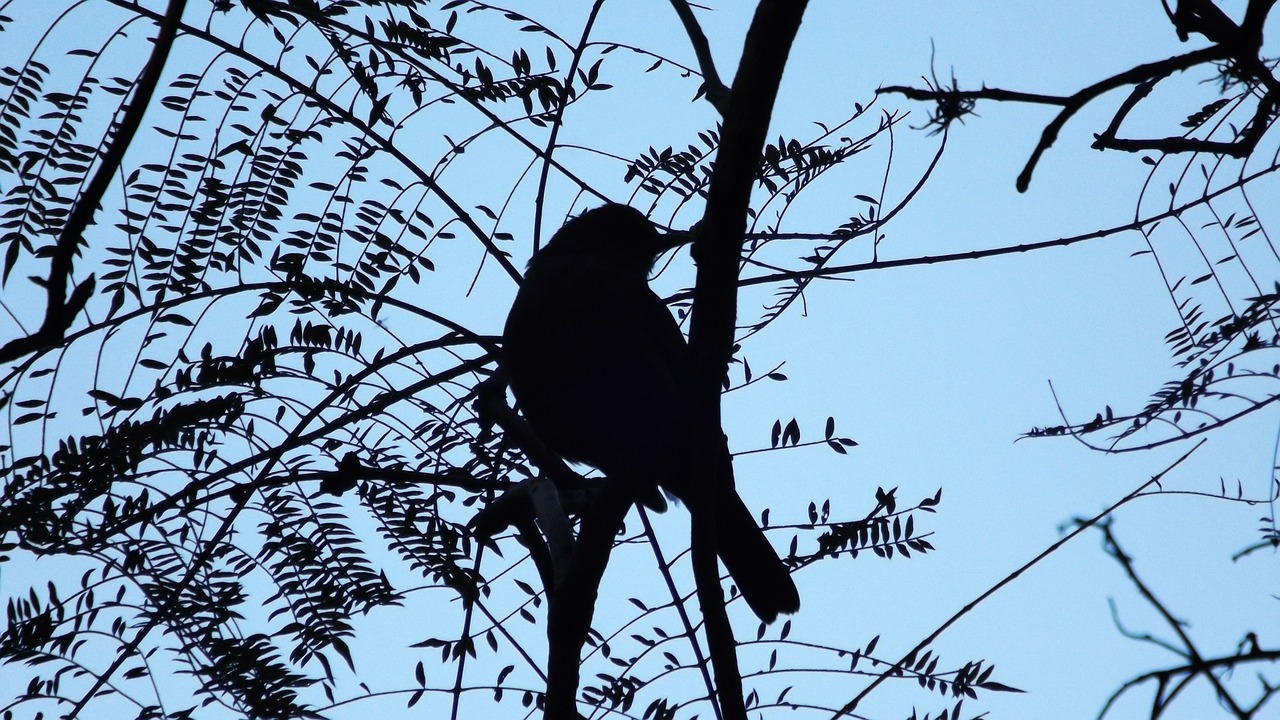 bird landscape tree free photo