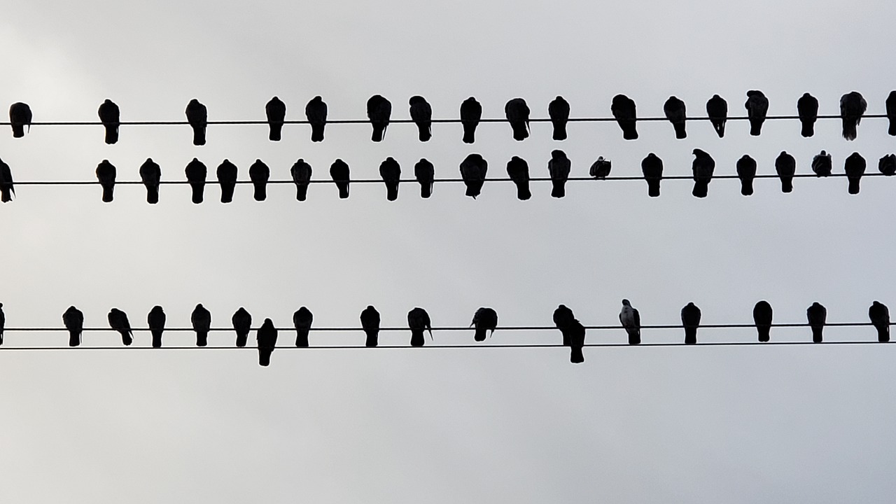 bird  bird on a wire  outdoor free photo