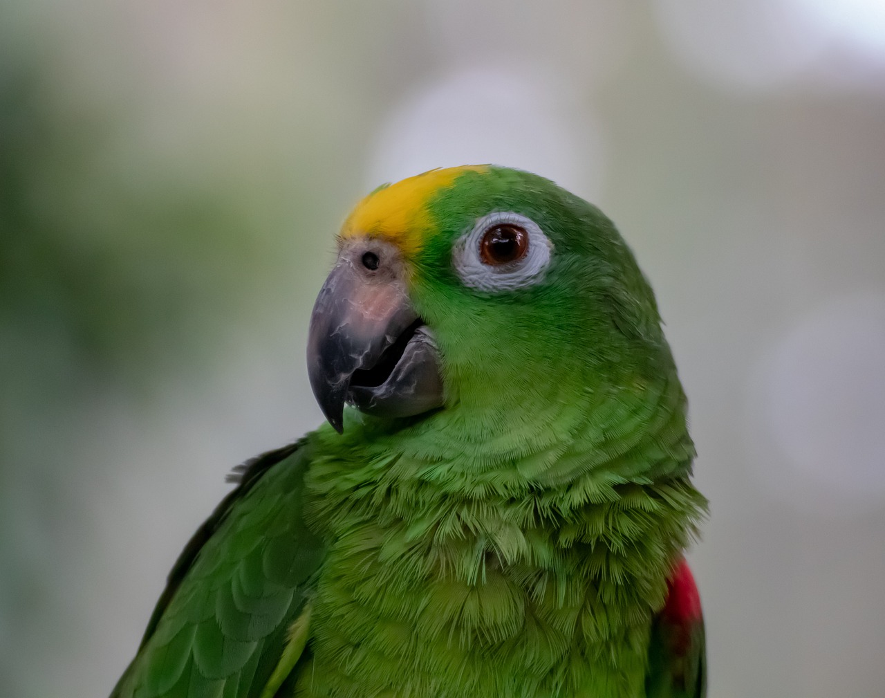 bird  parrot  ara free photo