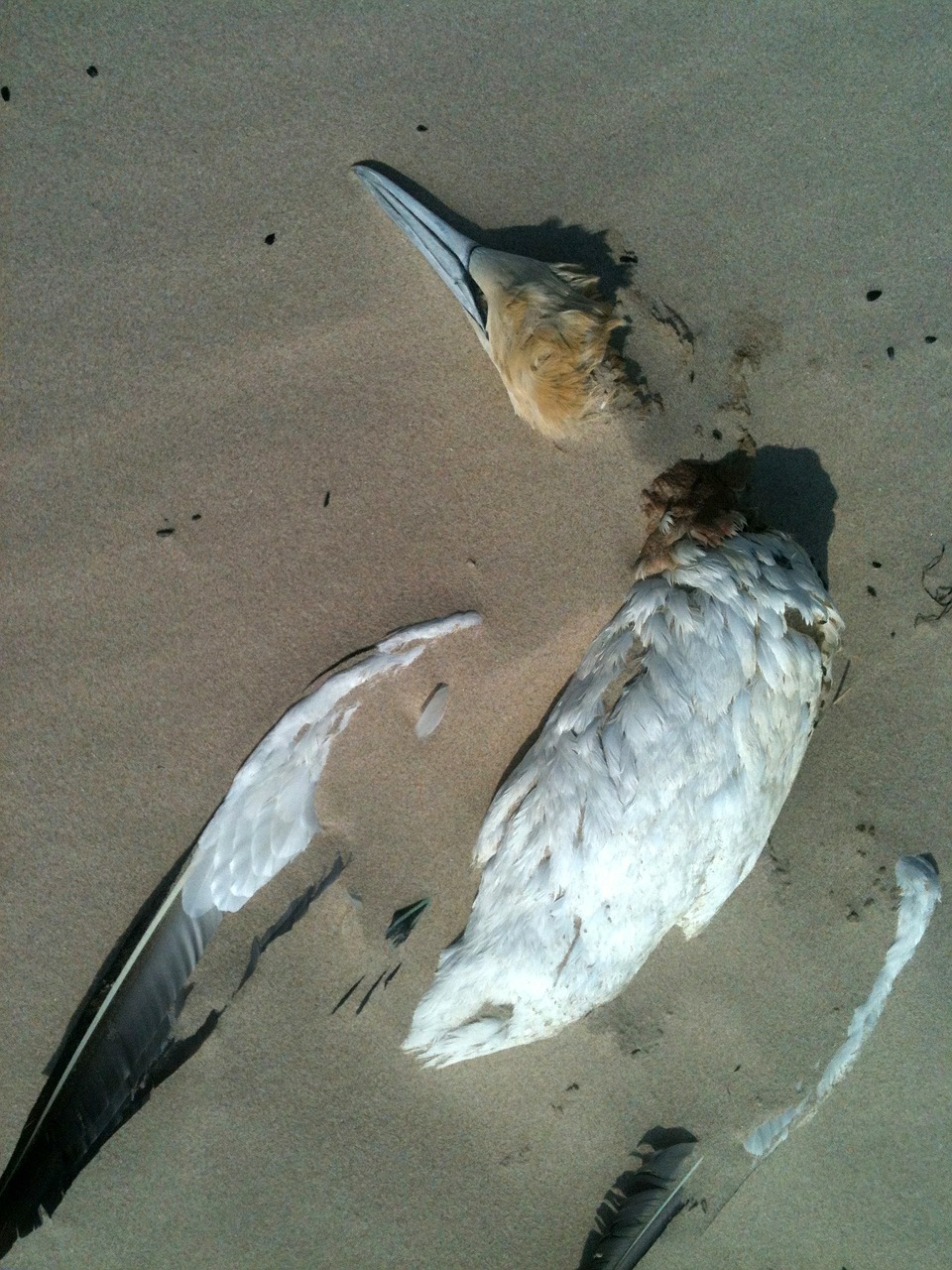 bird beach sand free photo