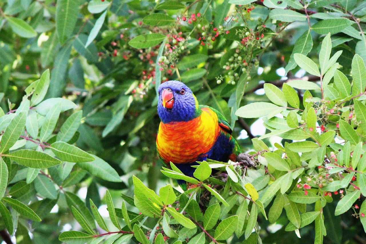 bird parrot rainbow lorikeet free photo
