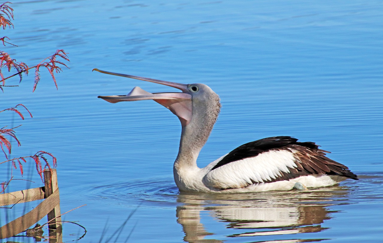 bird  pelican  eating free photo