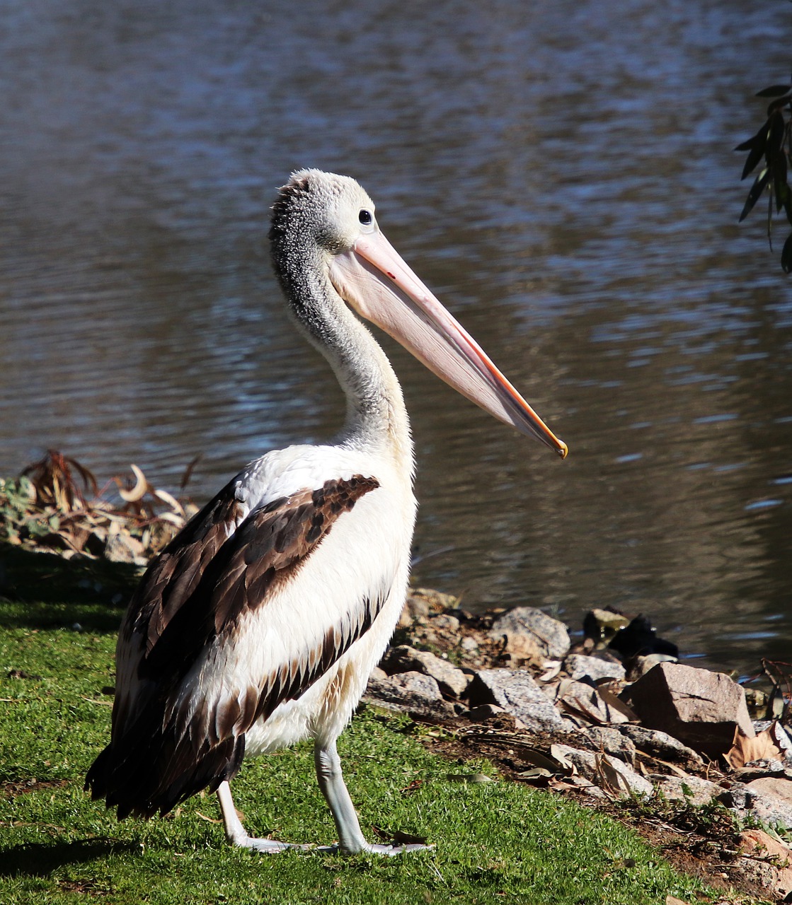 bird  pelican  standing free photo