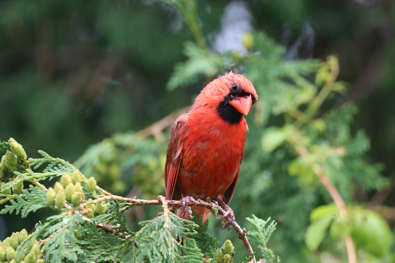 bird  cardinal  nature free photo