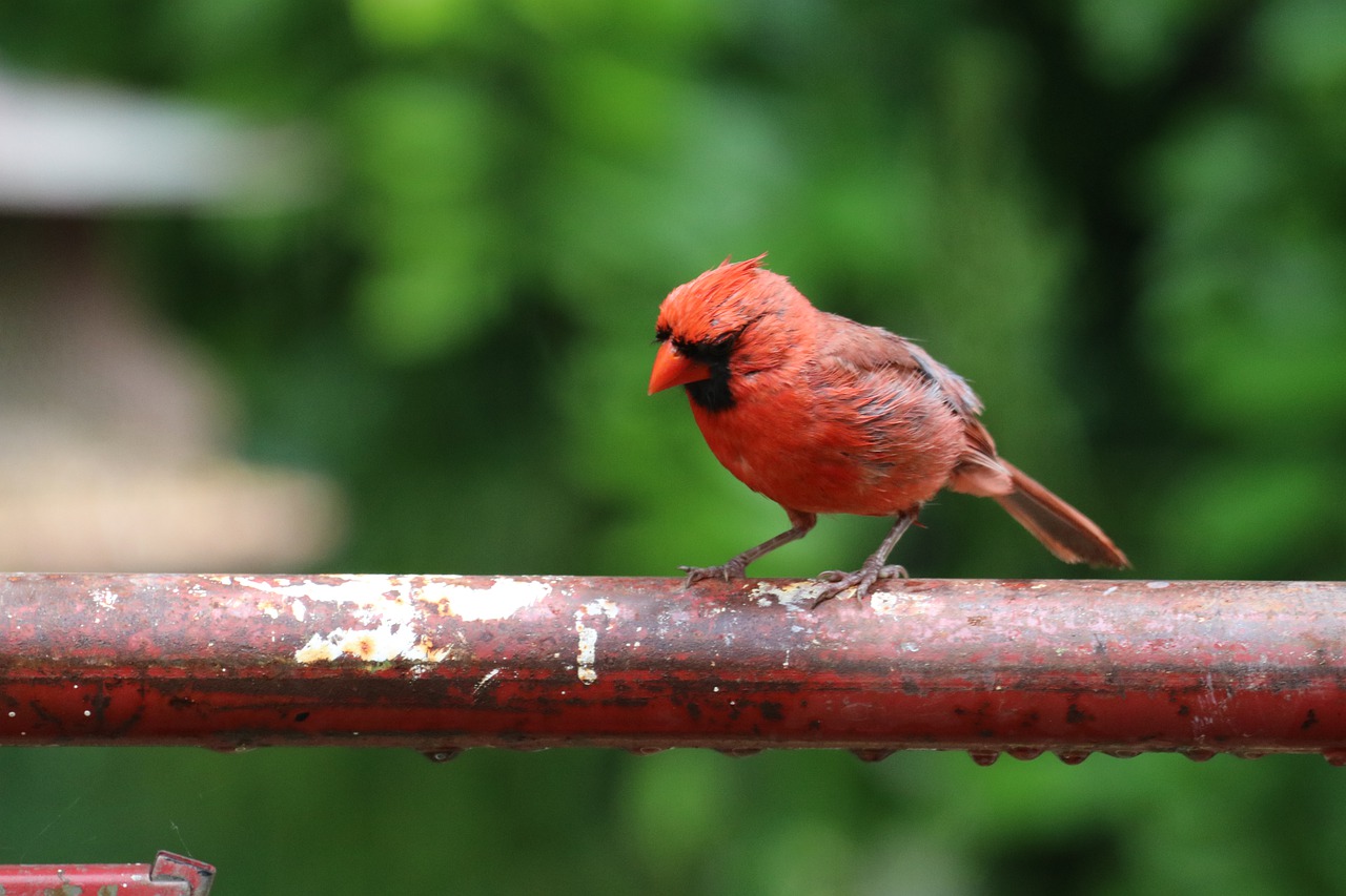 bird  cardinal  nature free photo