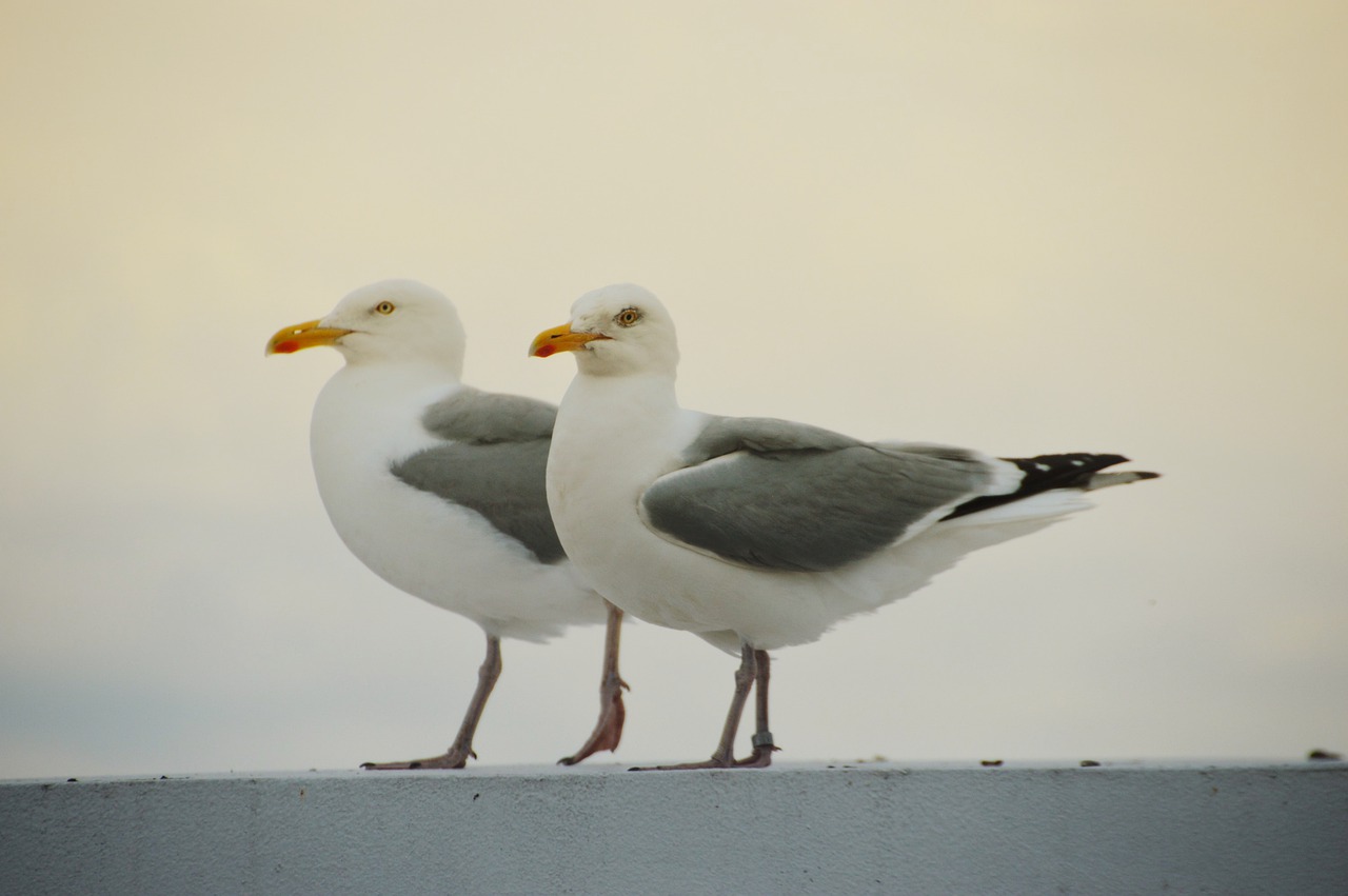 bird  seagull  gull free photo