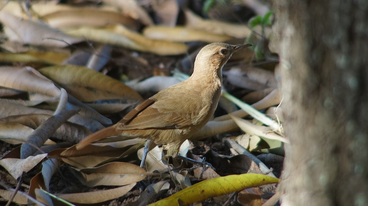 bird animals tatu free photo