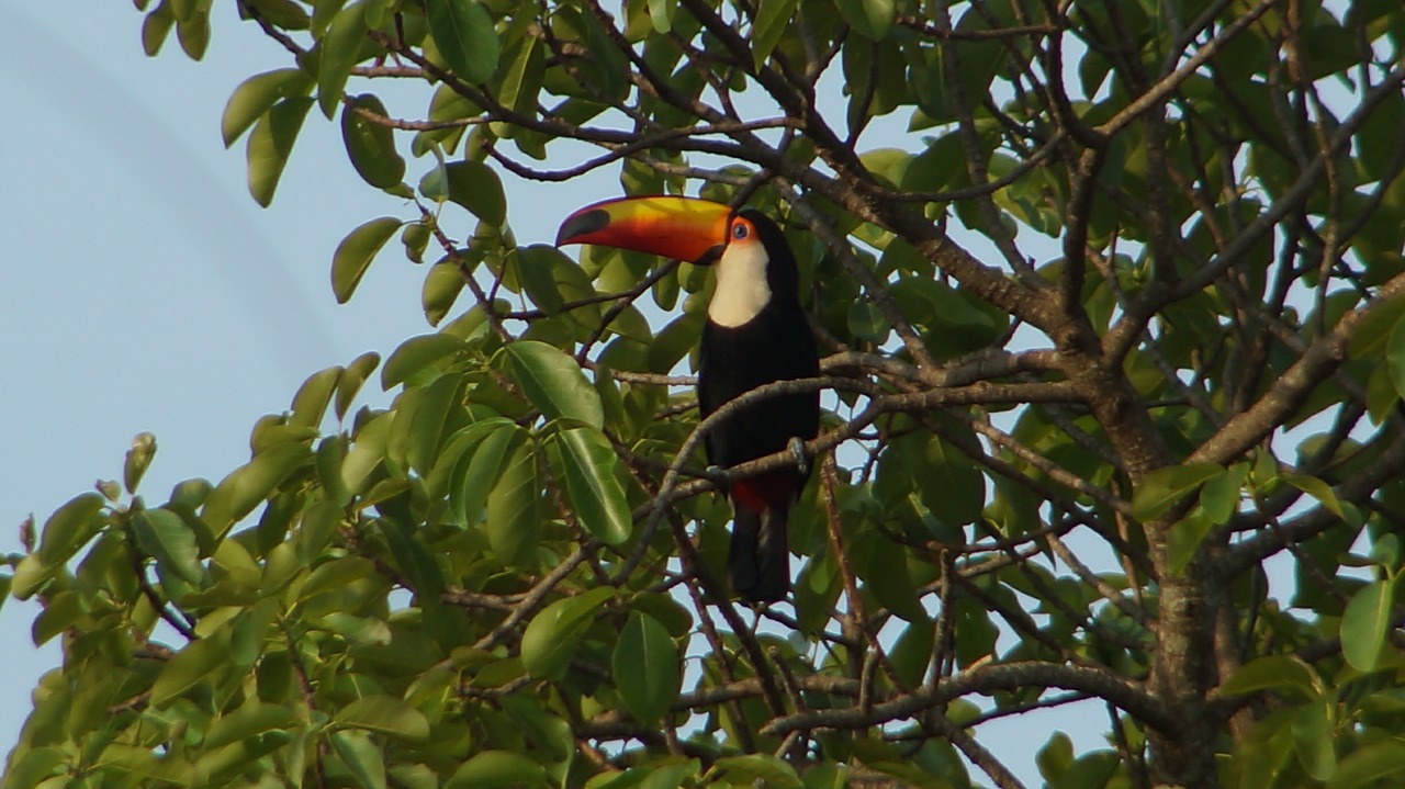 Bird,animals,tatu,nature,tropical birds - free image from needpix.com