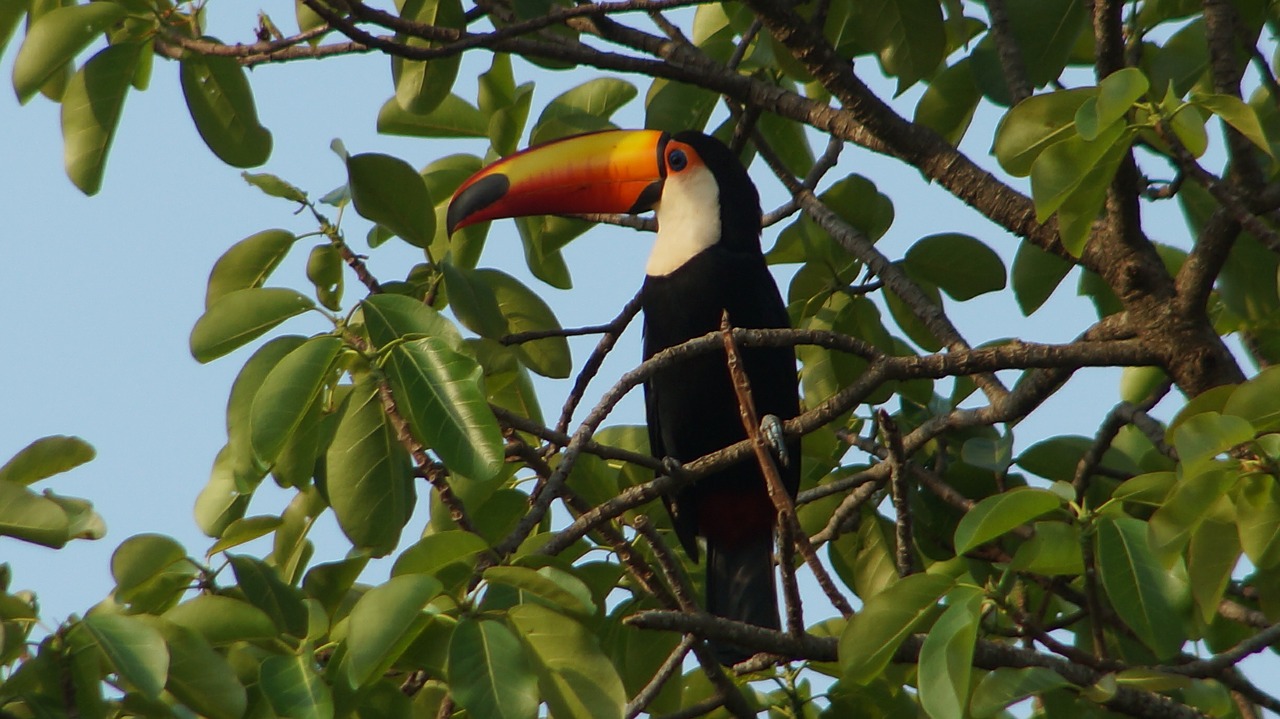 bird animals tatu free photo