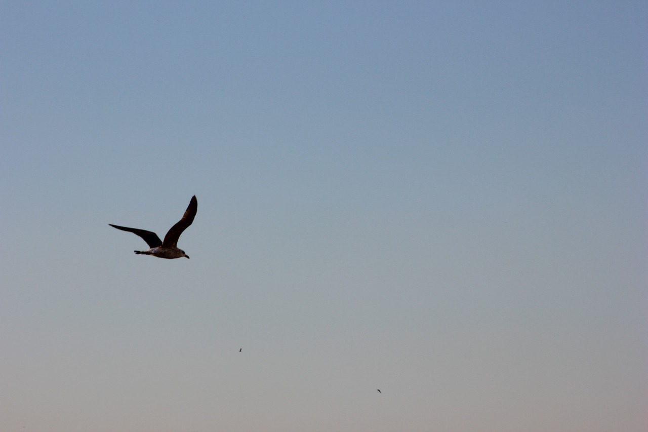 bird gull wing free photo