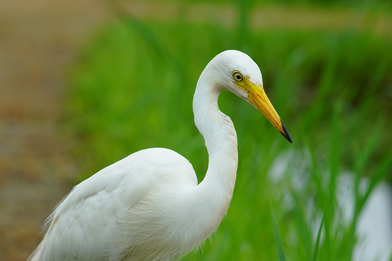 bird  crane  nature free photo