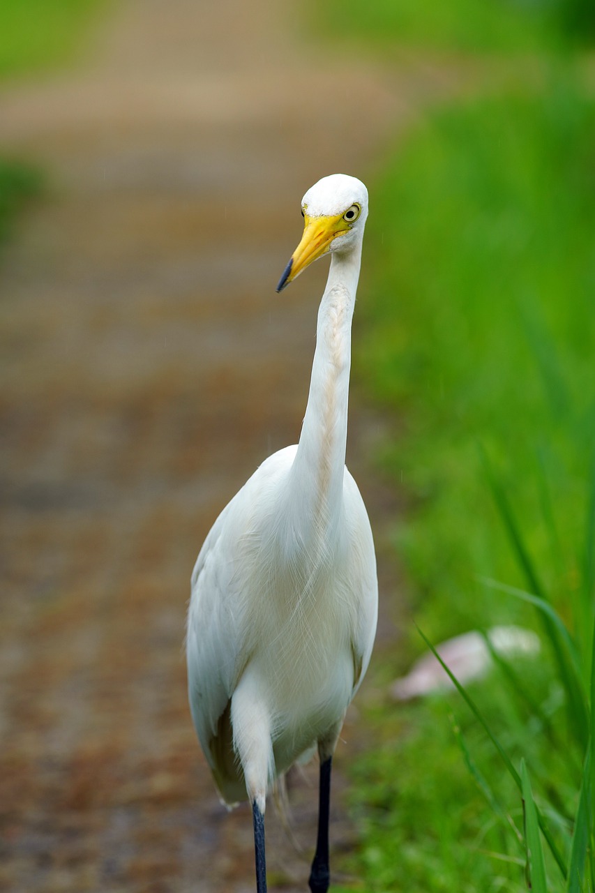 bird  crane  nature free photo