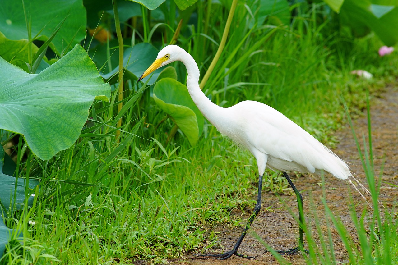 bird  crane  nature free photo