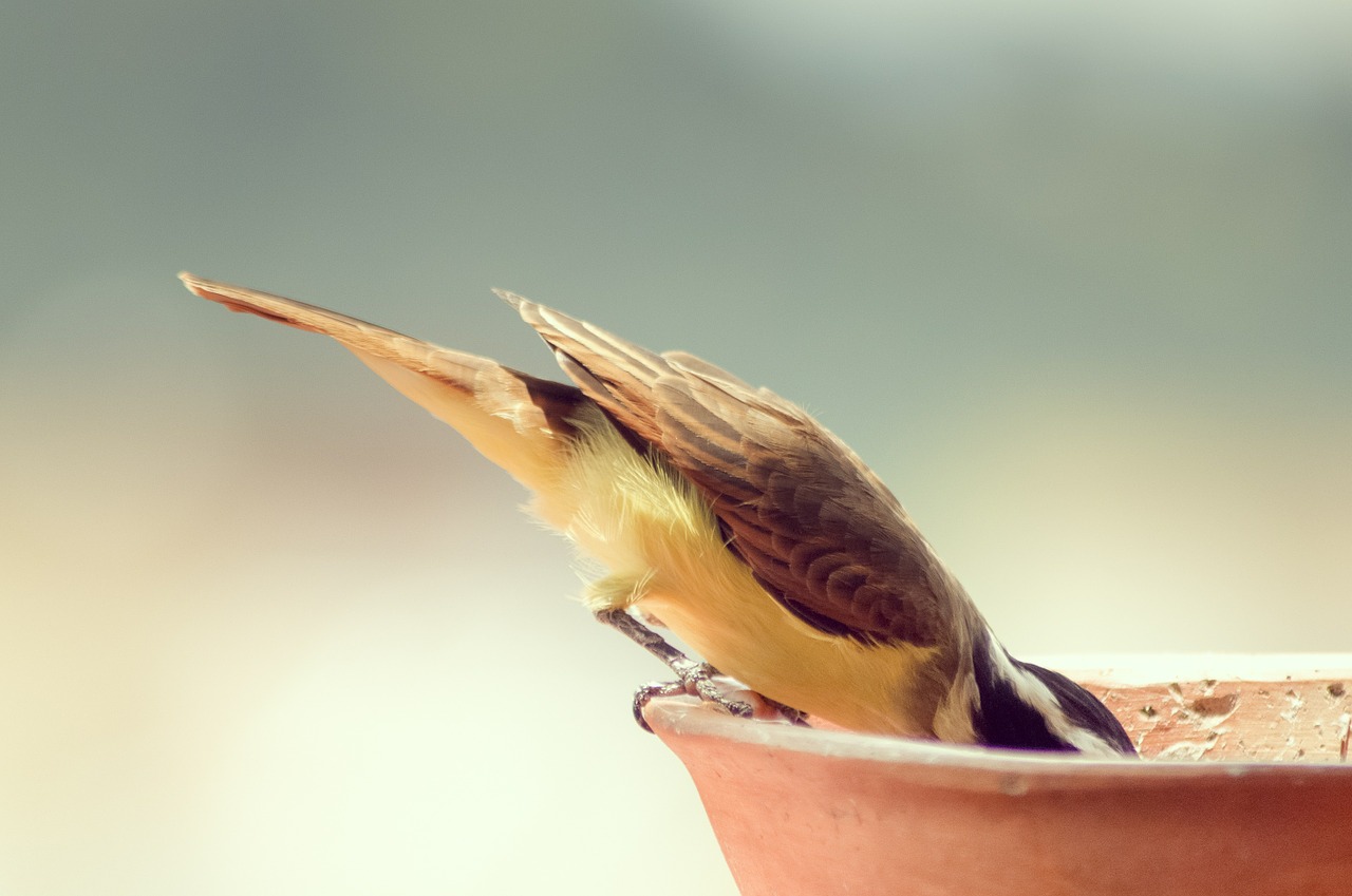 bird feeding drinking free photo