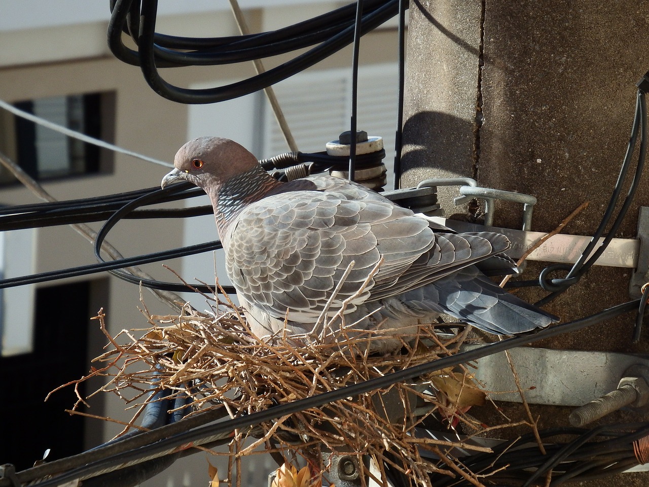 bird pigeon pigeon nest free photo