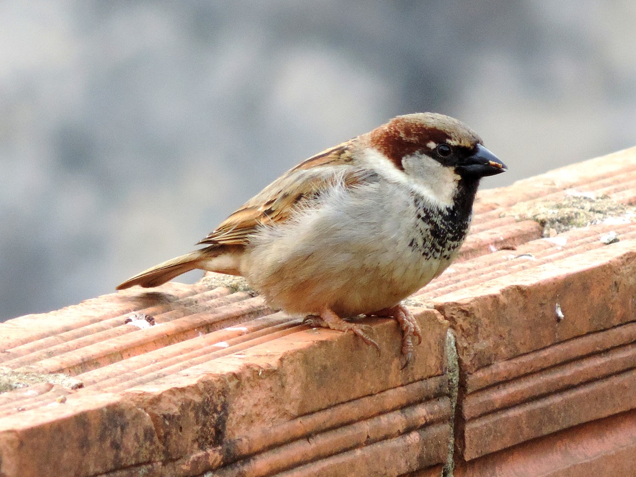 bird sparrow bird in muro free photo