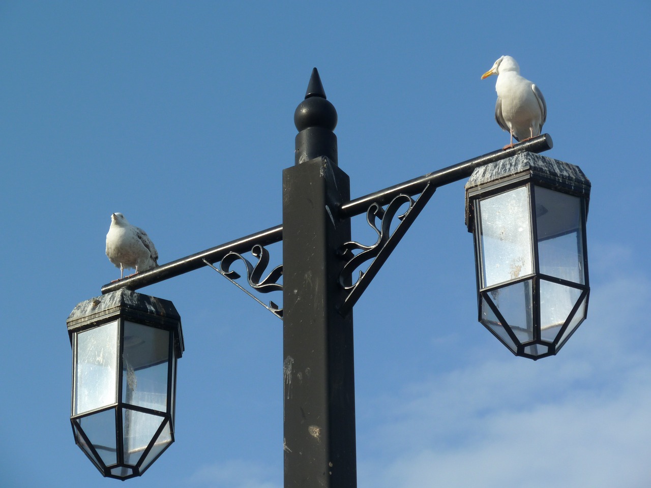 bird seagull beach free photo