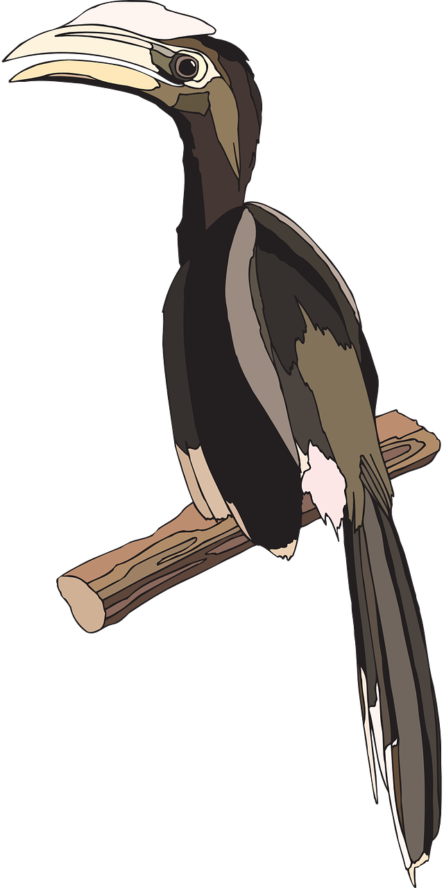 bird hornbill casque free photo