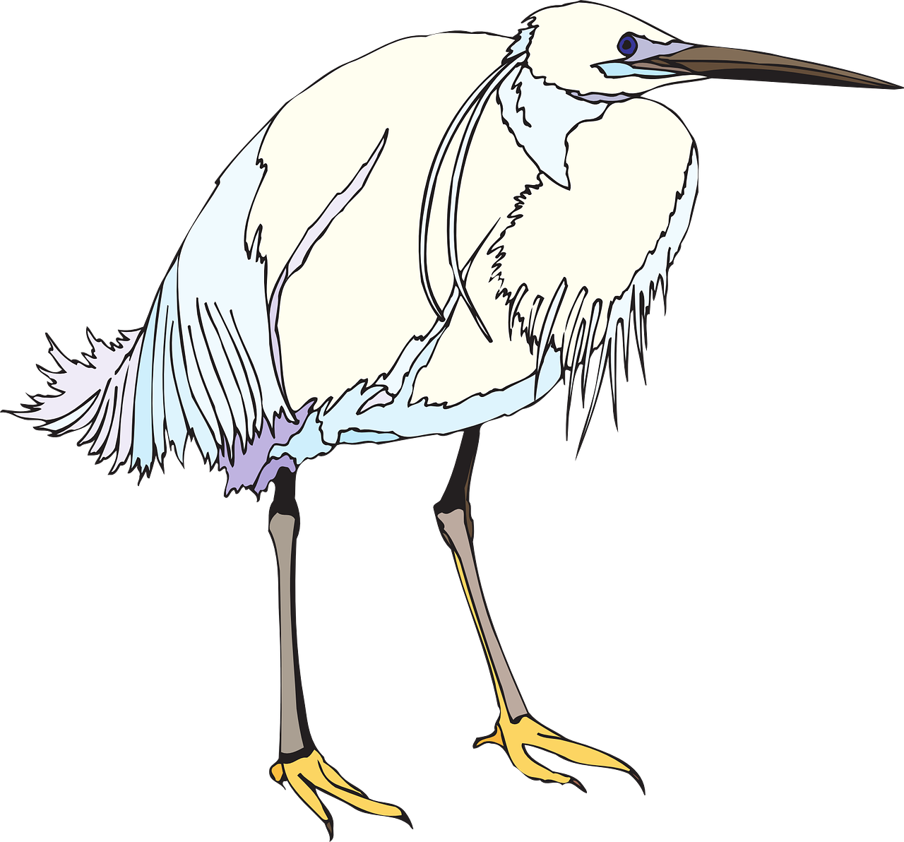 bird heron white free photo
