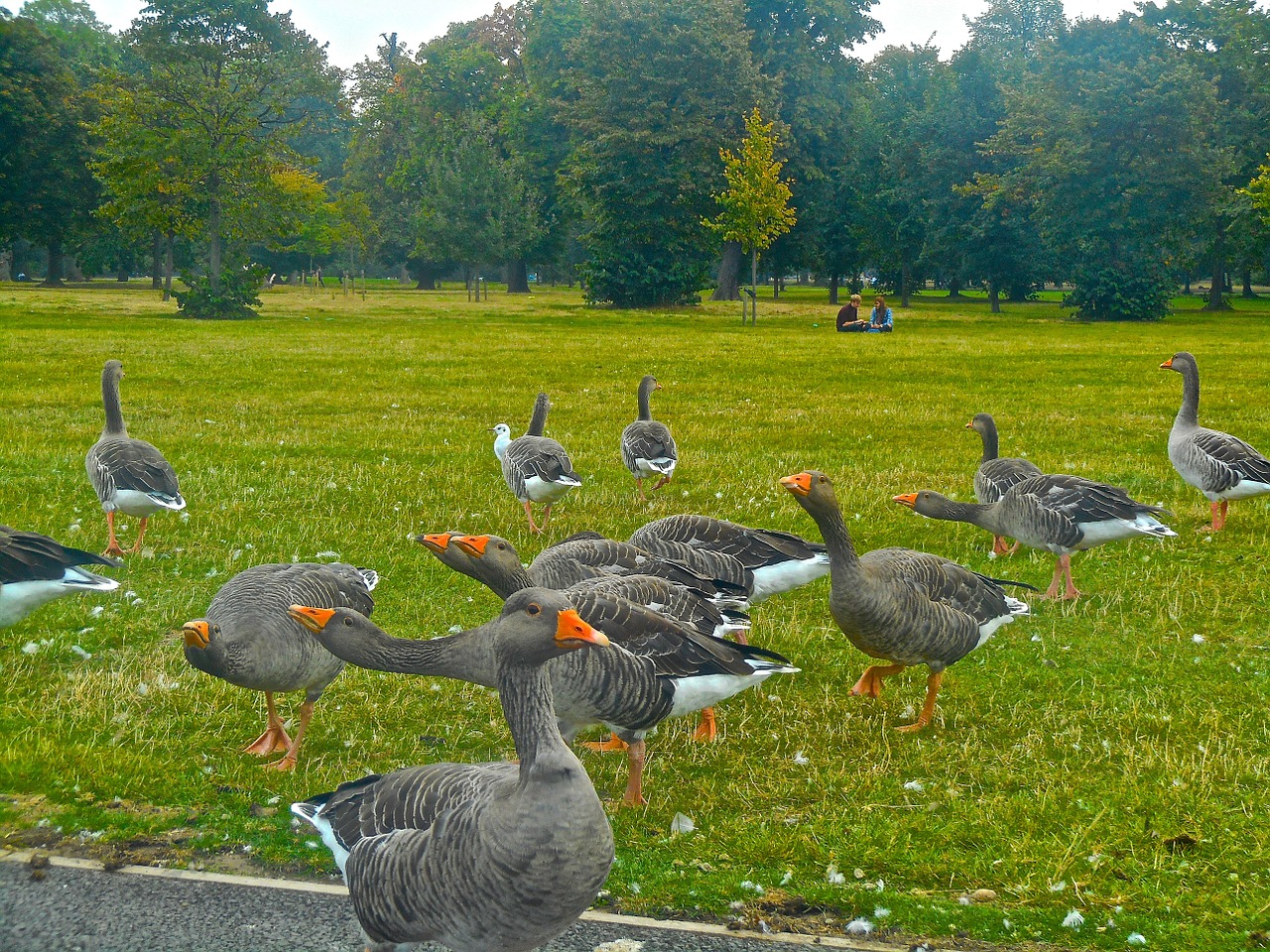 bird animals goose free photo