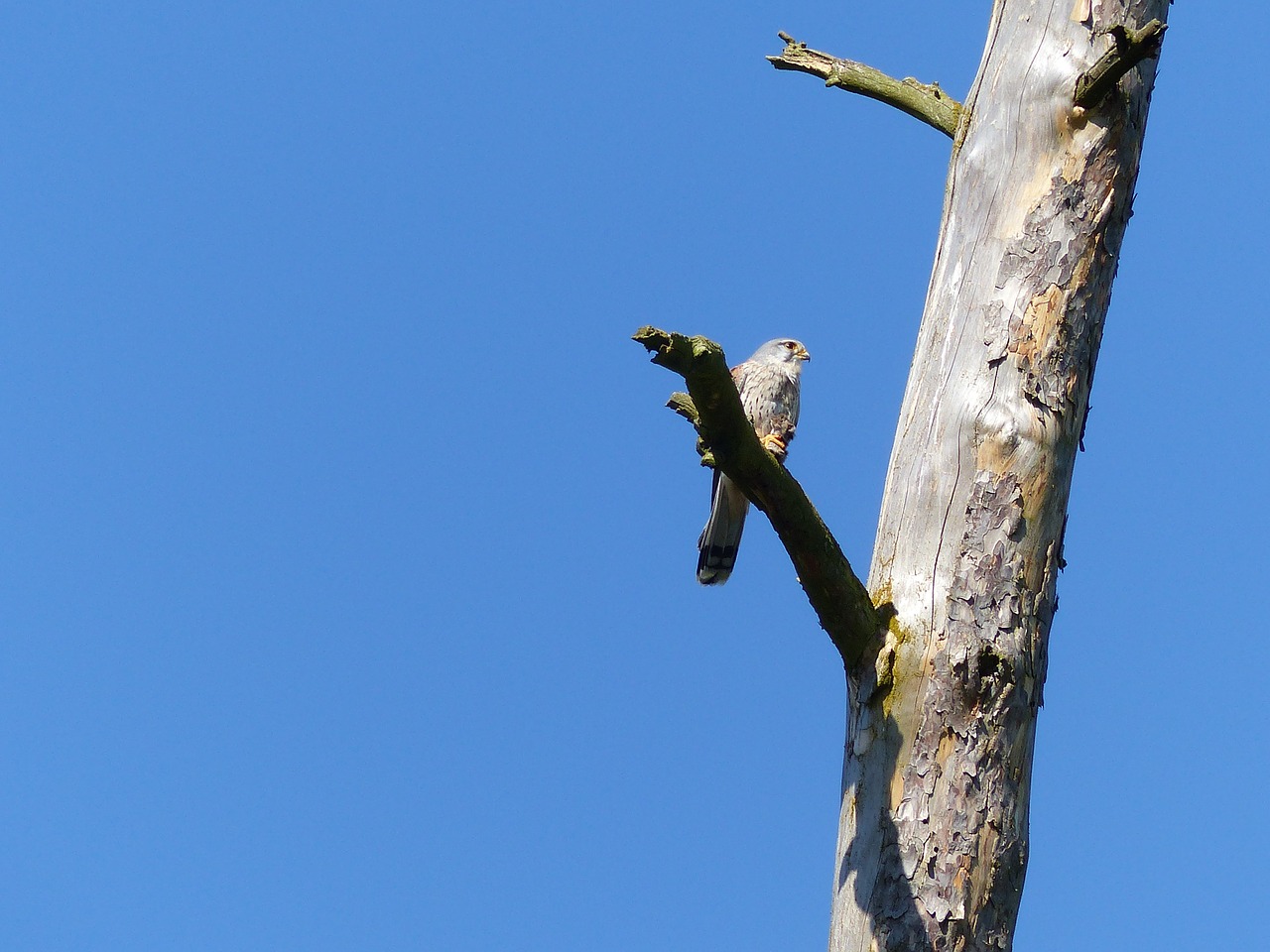 bird falcon raptor free photo