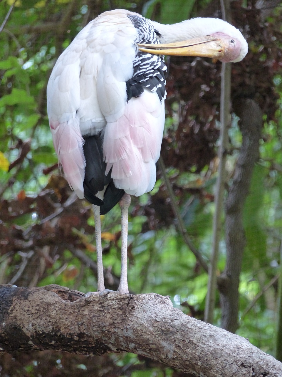 bird marabou thailand free photo