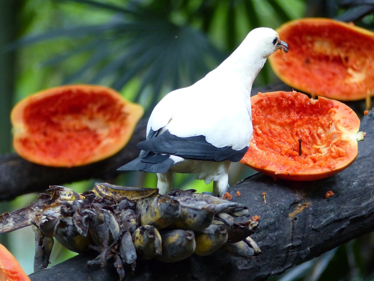 bird papayas fruit free photo