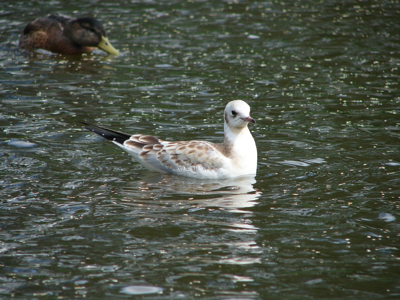 bird gull water free photo