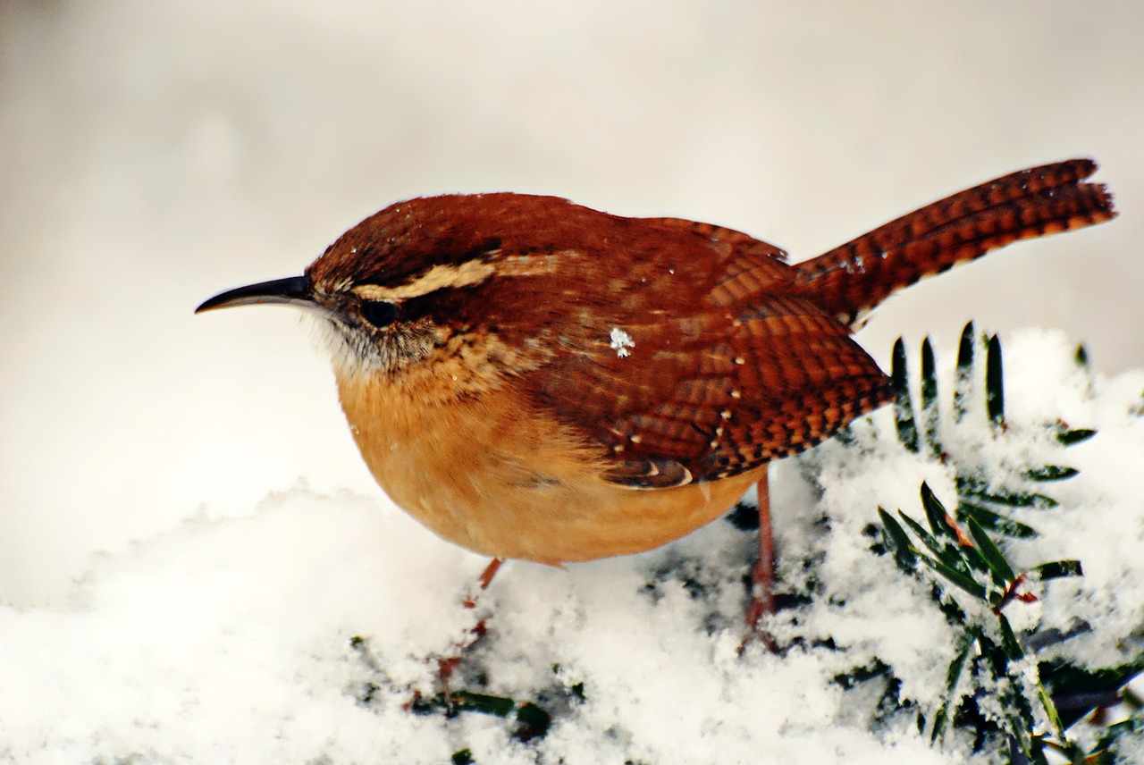 bird winter wildlife free photo