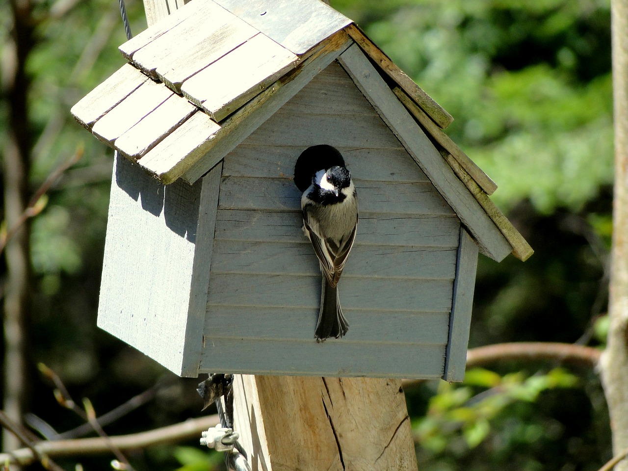 bird chickadee birdhouse free photo
