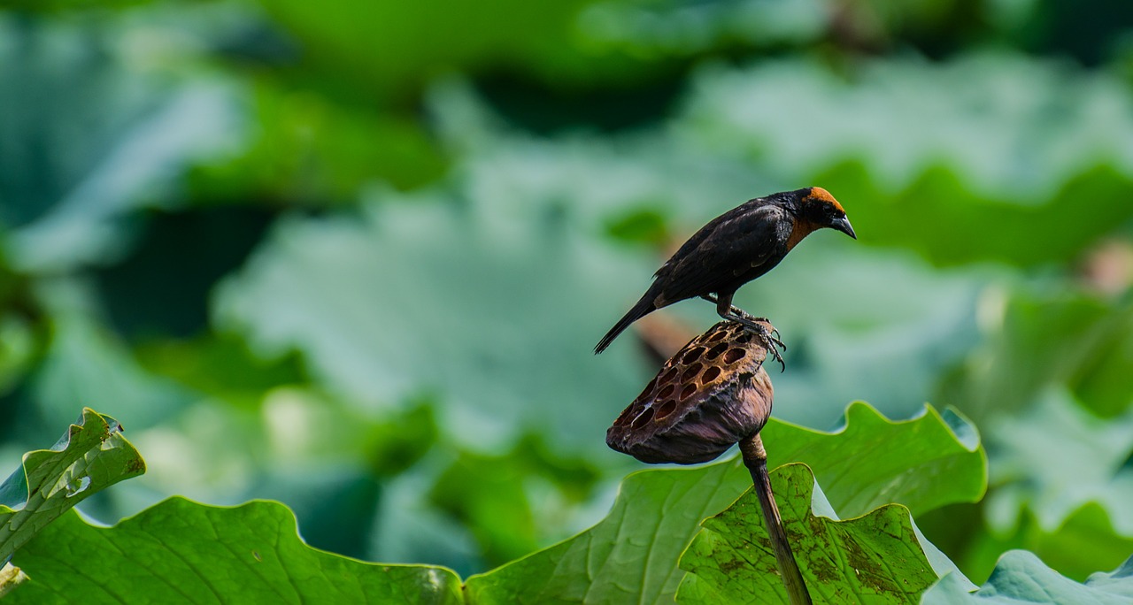 bird flower lotus free photo