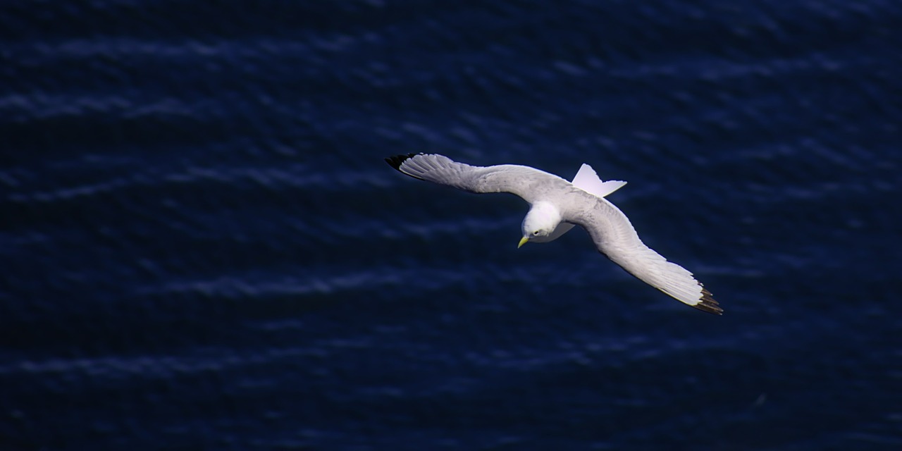 bird flying sea free photo