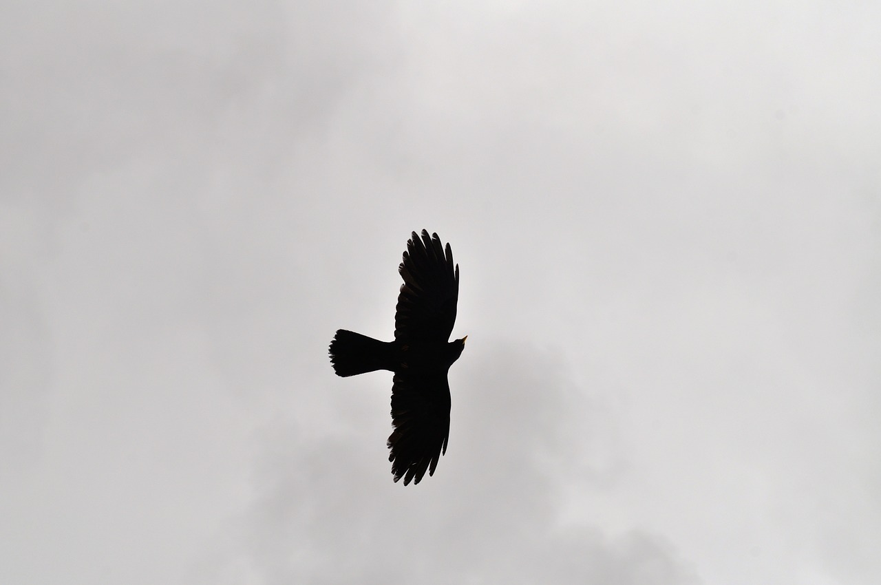 bird sky silhouette free photo