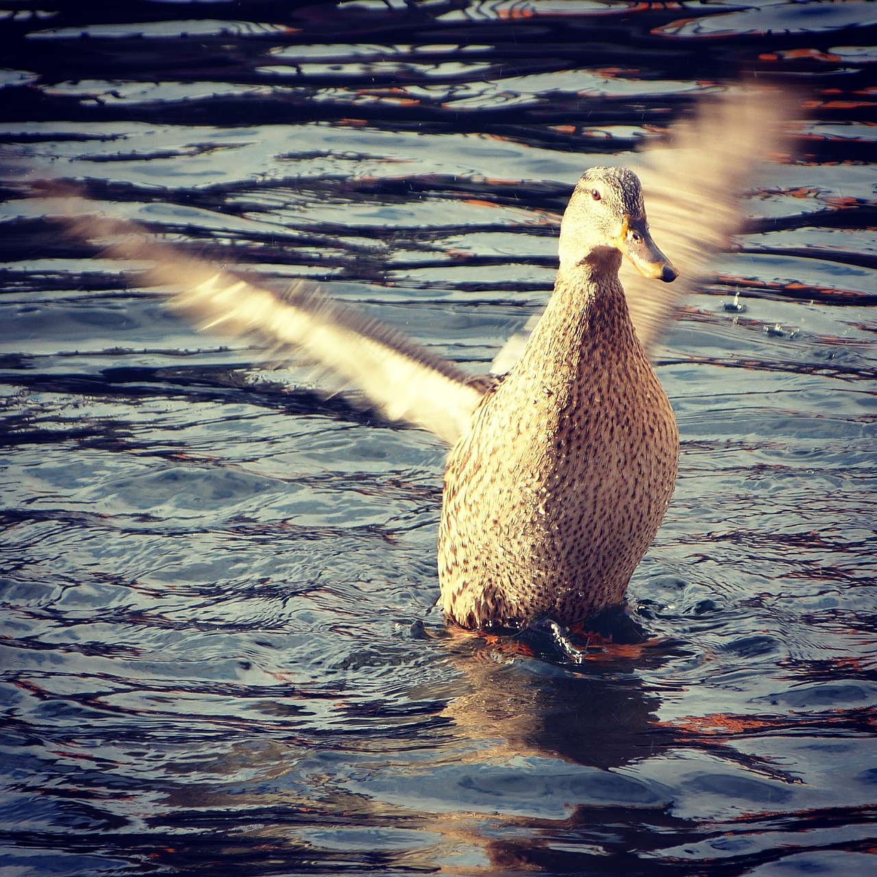 bird duck animal free photo