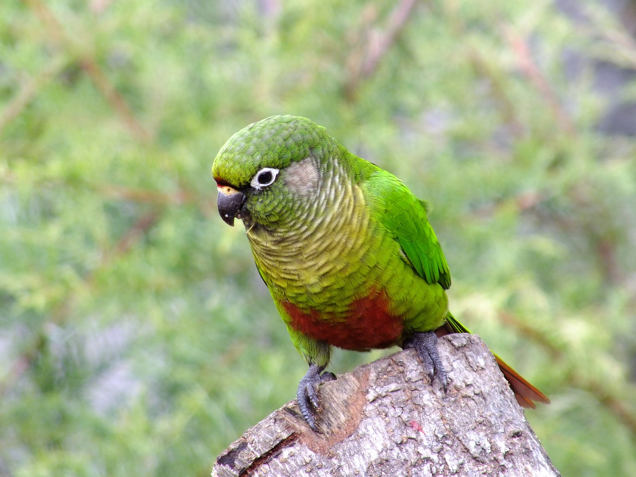 bird nature tiriba free photo