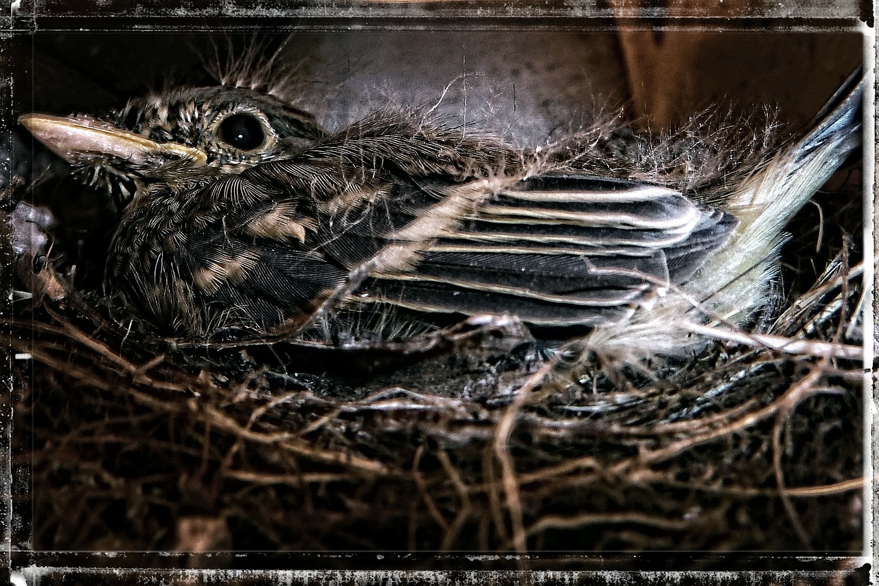 bird nesting sparrow free photo