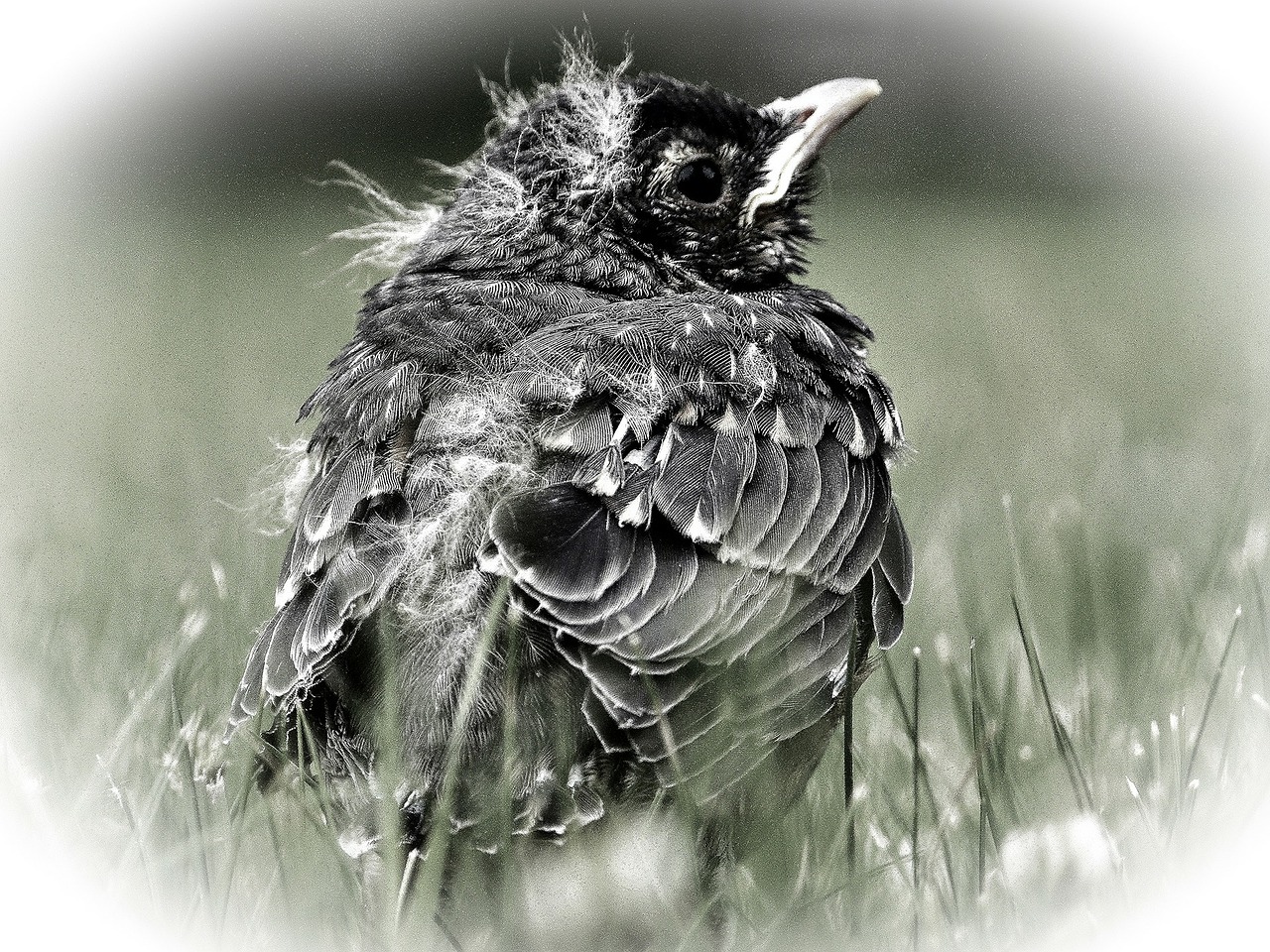 bird chick young free photo