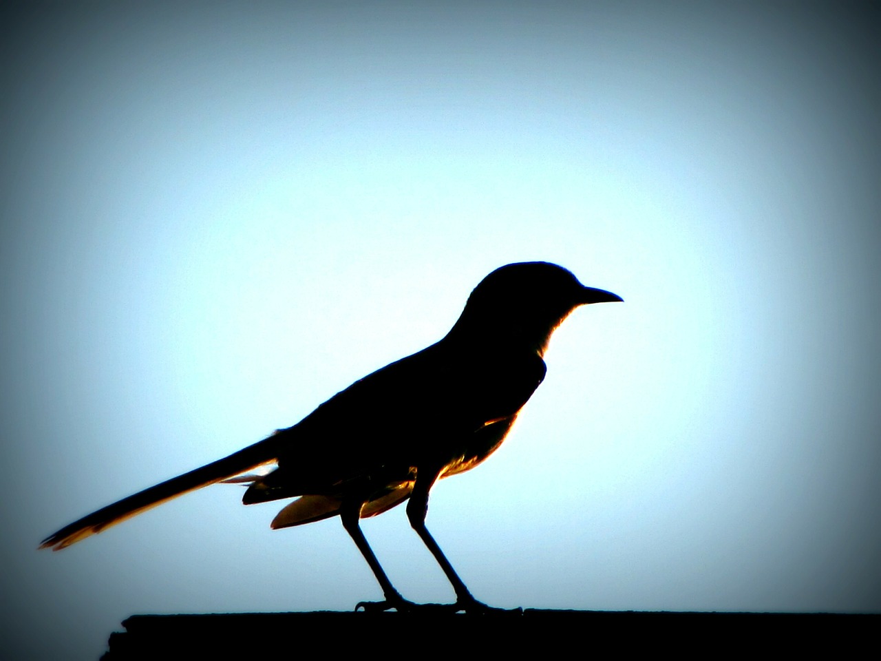 bird sunset glow free photo