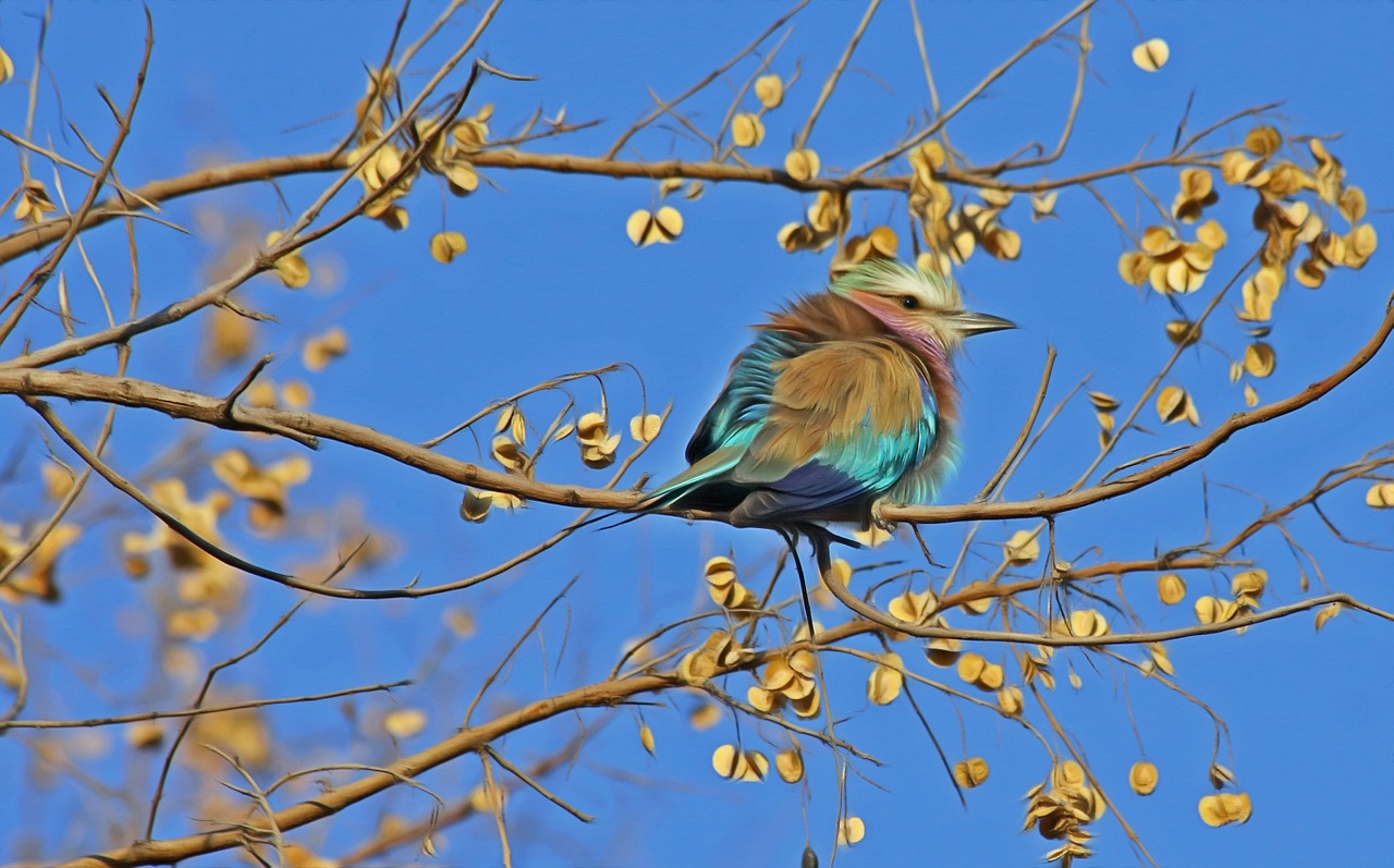 bird songbird cute free photo