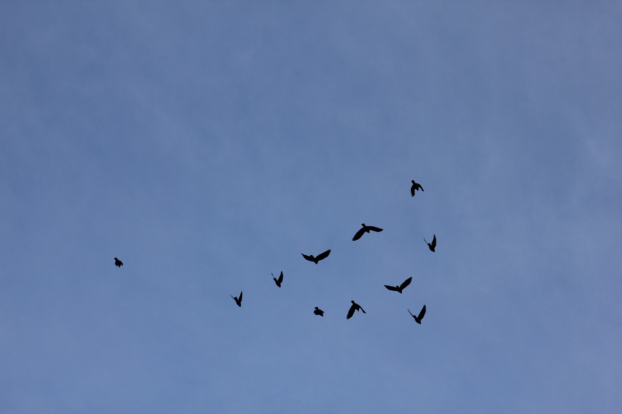 bird birds himmel free photo