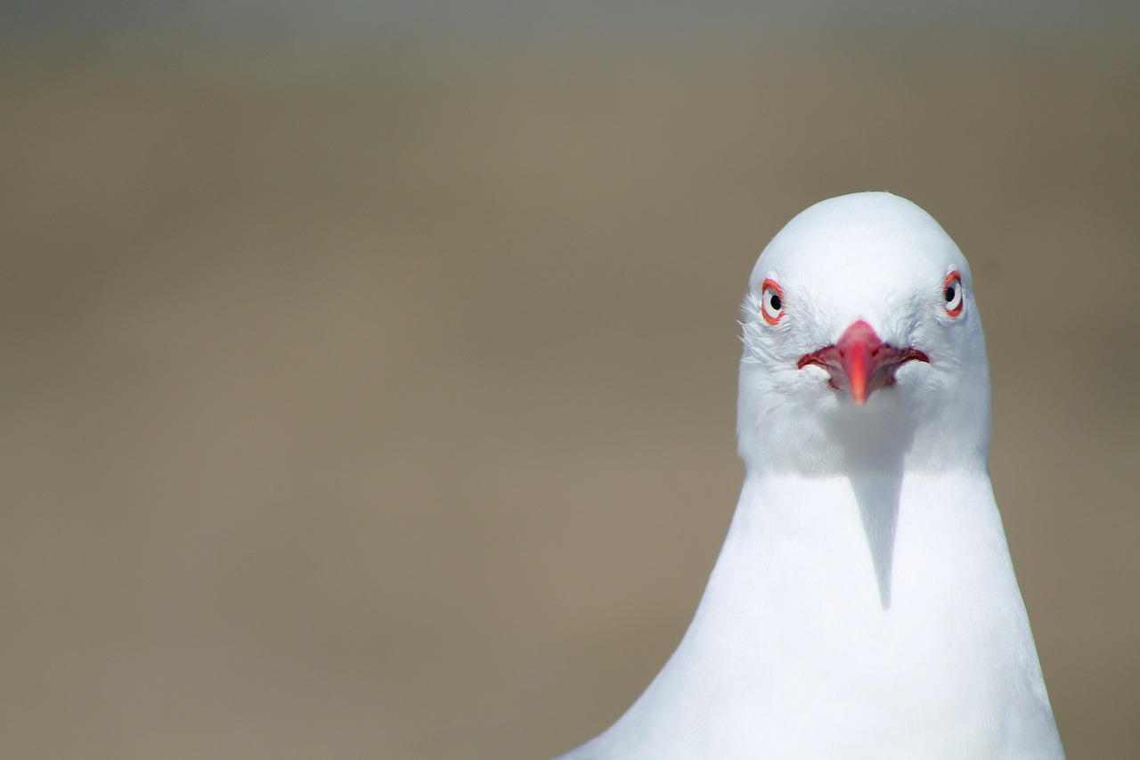 bird seagull grumpy free photo