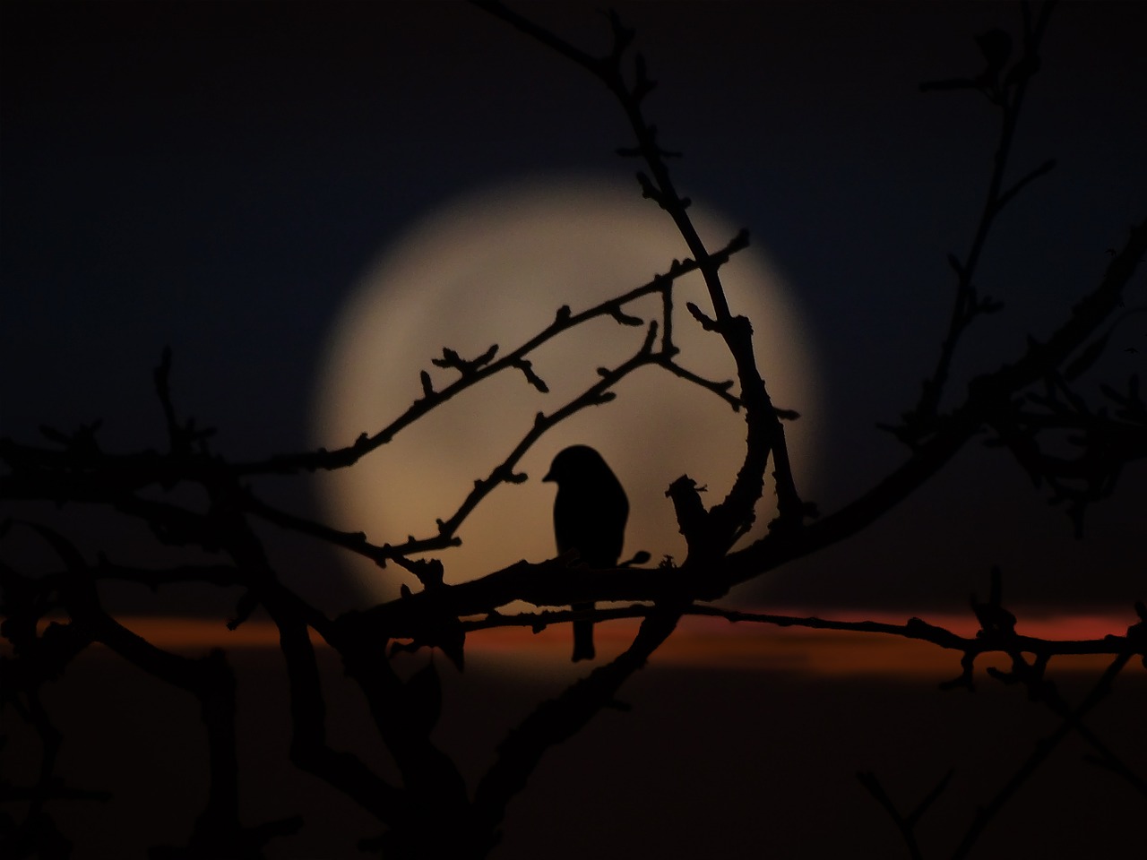 bird evening moon shadow free photo