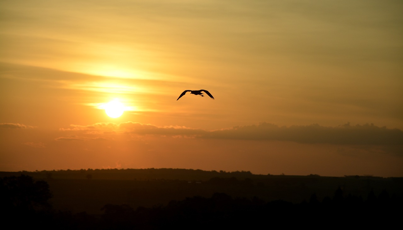 bird sunset against light free photo